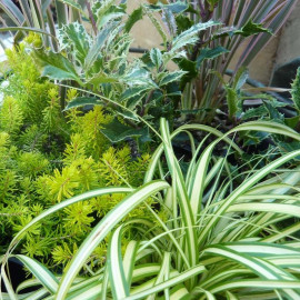 Assortiment pour bac ou jardinière – Tons panachés - Lot de 6 plants