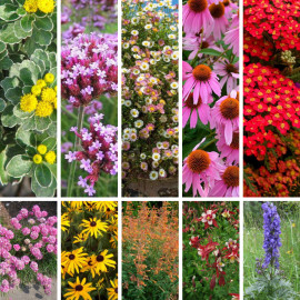 Massif de vivaces à floraison estivale – Lot de 10 plants