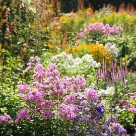 Massif de vivaces à floraison estivale – Lot de 10 plants