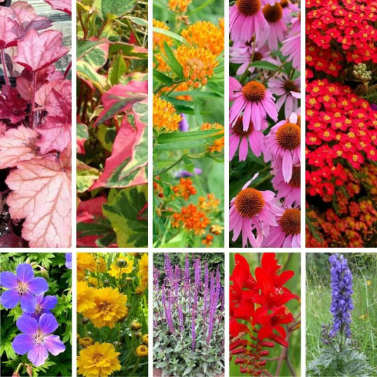 Massif de vivaces assortiment coloré – Lot de 10 plants