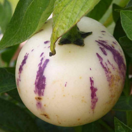 Solanum muricatum - Poire-Melon - Pépino