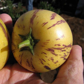 Solanum muricatum - Poire-Melon - Pépino