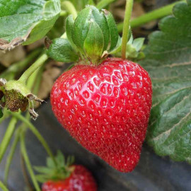 Fragaria ananassa Belmona® Summer - Fraisier à fraises remontantes