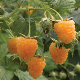 Rubus idaeus ‘FallGold’ - Framboisier jaune remontant