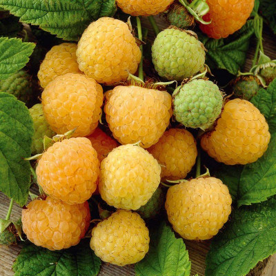 Framboisier jaune orangé 'Golden Everest' - Rubus ideaus