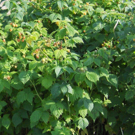 Rubus idaeus ‘FallGold’ - Framboisier jaune remontant