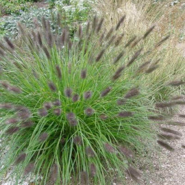Pennisetum alopecuroides 'Moudry' - Herbe aux écouvillons noirs