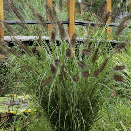 Pennisetum alopecuroides 'Moudry' - Herbe aux écouvillons noirs