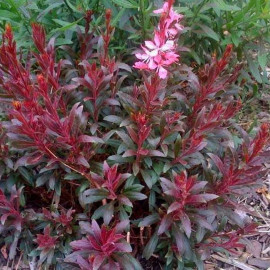 Gaura lindheimeri 'Crimson Butterflies'® - Gaura rose à feuilles pourpres