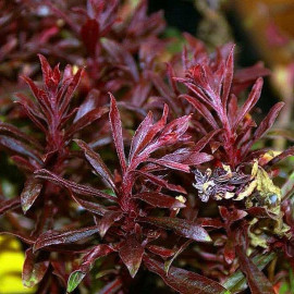 Gaura lindheimeri 'Crimson Butterflies'® - Gaura rose à feuilles pourpres