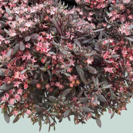 Sedum sunsparkler® 'Plum Dazzled' - Orpin violet à fleurs roses