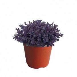 Sedum sunsparkler® 'Plum Dazzled' - Orpin violet à fleurs roses