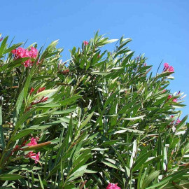 Nerium oleander 'Rouge Clair' - Laurier rose rustique