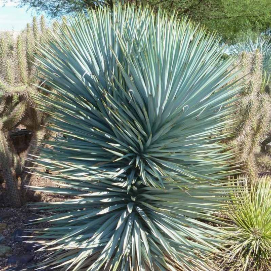 Yucca rigida 'Blue Sentry' - Yucca sentinelle bleu