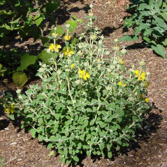 Phlomis lanata - Sauge laineuse de Jérusalem compacte