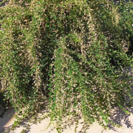 Lespedeza thunbergii 'Edo Shibori' - Trèfle en arbre bicolore
