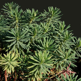 Euphorbia characias - Euphorbe des garrigues
