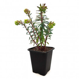 Euphorbia characias - Euphorbe des garrigues