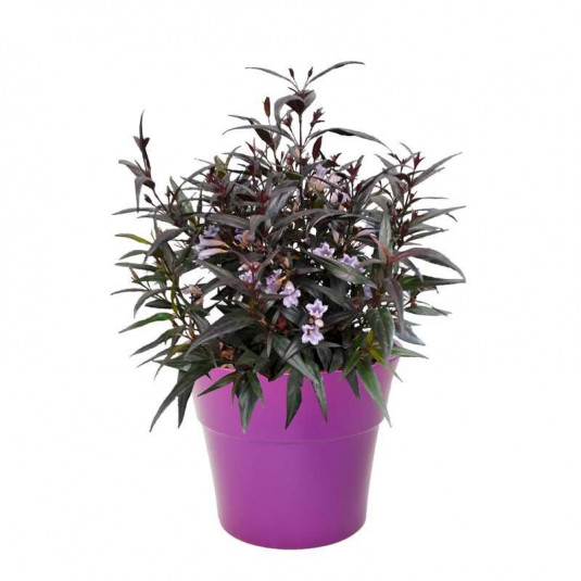 Strobilanthes anisophyllus 'Brunetthy'® - Goldfussia pourpre