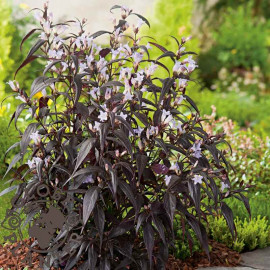 Strobilanthes anisophyllus 'Brunetthy'® - Goldfussia pourpre