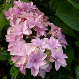 Hydrangea macrophylla 'You & Me'® Romance - Hortensia compact blanc rose