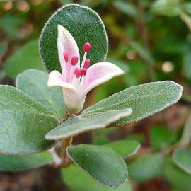 Correa alba 'Rosea' - Fuchsia australien à fleurs blanc rosé