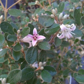 Correa alba 'Rosea' - Fuchsia australien à fleurs blanc rosé