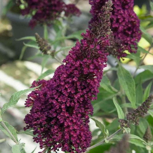Buddleia davidii Buzz 'Wine'® - Petit arbre aux papillons lie de vin