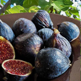 Ficus carica 'Noire de Caromb' - Figuier provençal - Figue sucrée