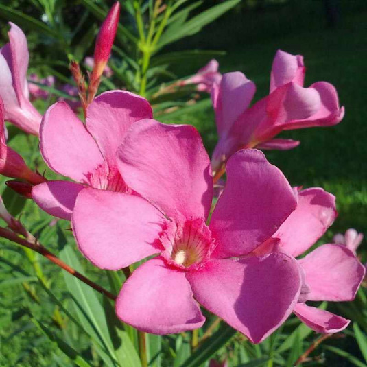 Nerium oleander 'Maurin des Maures' - Laurier rose rustique