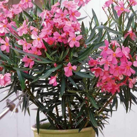 Laurier rose résistant au froid Vente