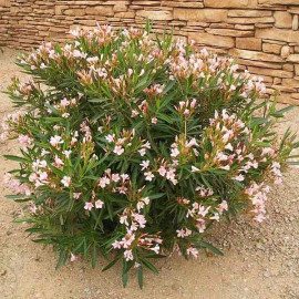 Nerium oleander 'Nano Rosso' - Laurier rose nain