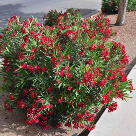 Nerium oleander 'Petite Red' - Laurier rose nain à fleurs rouges