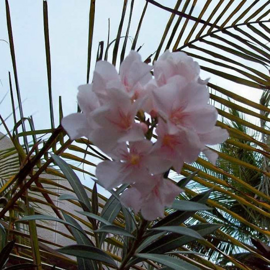 Nerium oleander 'Sealy Pink' - Laurier rose pastel