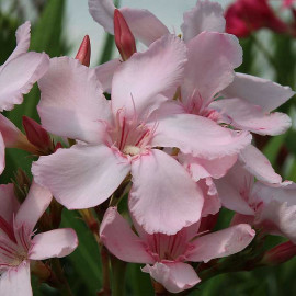 Nerium oleander 'Sealy Pink' - Laurier rose pastel