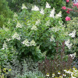 Hydrangea paniculata 'Tardiva' - Hortensia paniculé de fin d'été