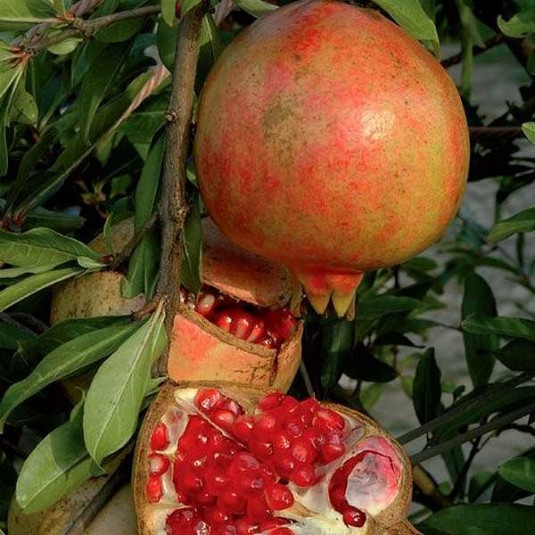 Punica granatum 'Dente di Leone' - Grenadier fruit à grenade aigre douce