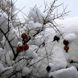 Punica granatum 'Lyubimy' - Grenadier à fruit sucré résistant au froid