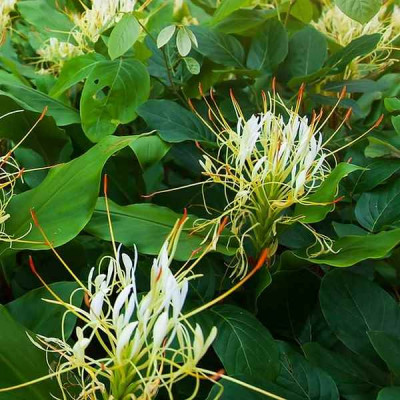 Gingembre d'ornement - Hedychium gardnerianum - Le Jardin du Pic Vert