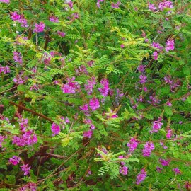 Indigofera himalayensis 'Silk Road' - Indigotier compact à fleurs roses