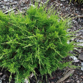 Juniperus media 'Mint julep' - Genévrier rampant vert menthe