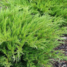 Juniperus media 'Mint julep' - Genévrier rampant vert menthe