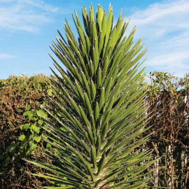Yucca filifera - Palmier de Saint-Pierre filifère