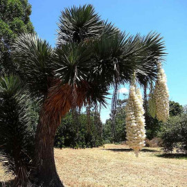Yucca filifera - Palmier de Saint-Pierre filifère