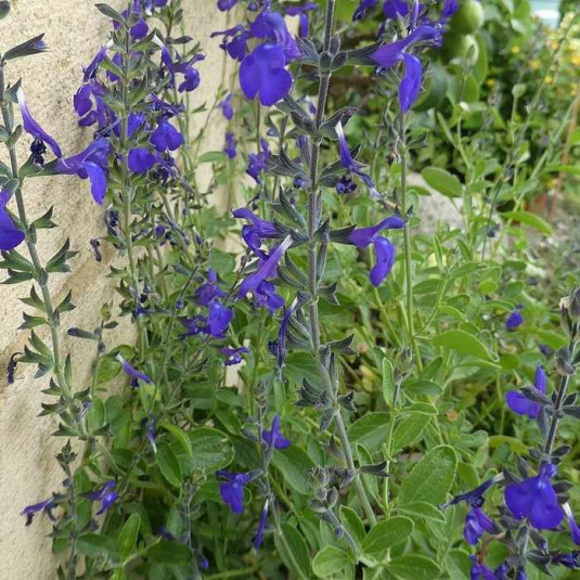 Salvia microphylla 'Grahamii Blue' - Sauge de Graham bleue