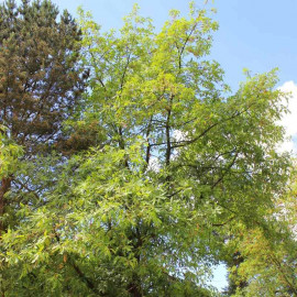 Quercus toza - Chêne tauzin des Pyrénées