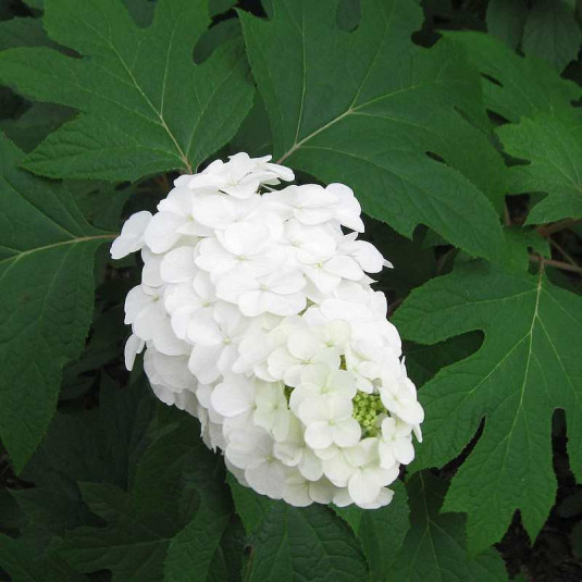 Hydrangea quercifolia 'Snowqueen'® - Hortensia à feuilles de chêne et fleurons blancs