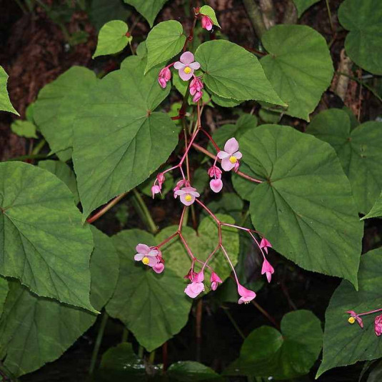 Begonia grandis - Bégonia de Evans rustique au froid