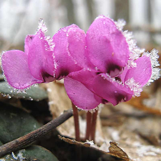 Graines De Fleurs De Cyclamen, Graines De Qualité Supérieure