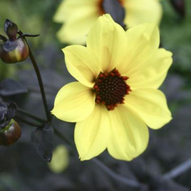 Dahlia mystic 'Illusion'® - Petit dalhia à fleurs ambrées